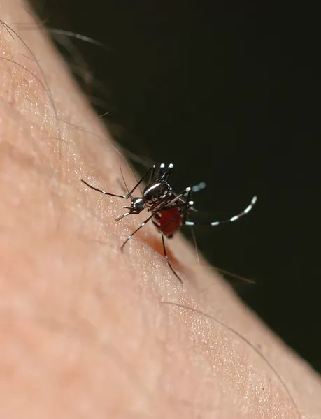 Aedes mosquito or dangue fever mosquito