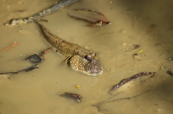 Mudskipper fish rest in muddy water