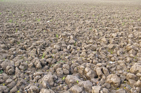 Brown soil of cultivated field