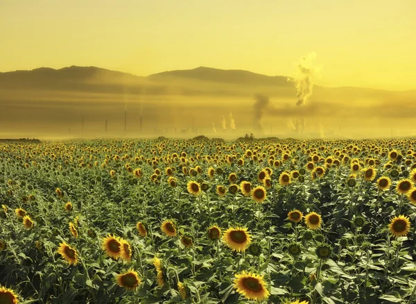 Sunflowers and pollution