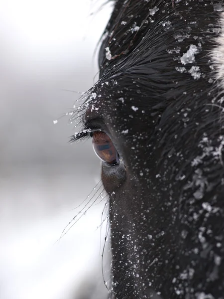 Snowy Horse Face