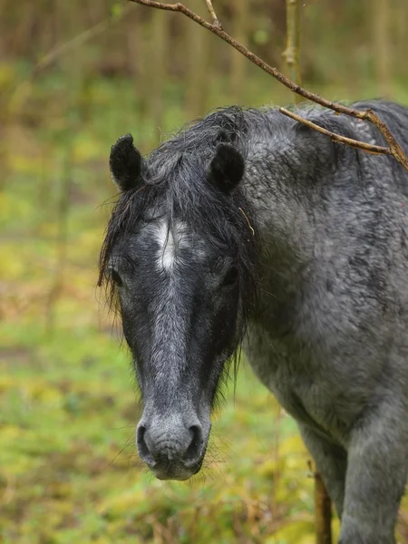Head Shot of a Wild New Forest Pony
