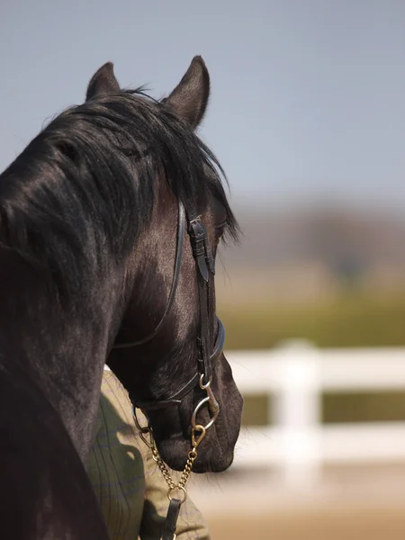 Black Horse Headshot In Bridle