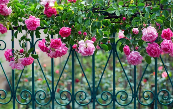 Pink climbing rose with dew on blue forged fence in summer garden