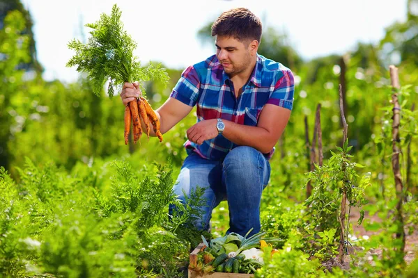 Farmer harvesting carrots in vegetable garden