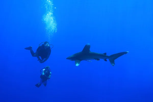 Oceanic whitetip shark and scuba divers