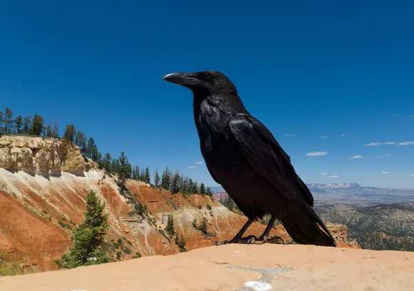 Black raven sitting on the rocks of Bryce Canyon National Park