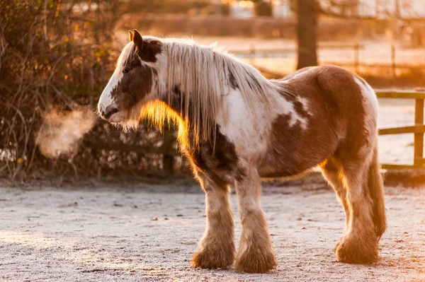 Winter sun on a skewbald heavy horse