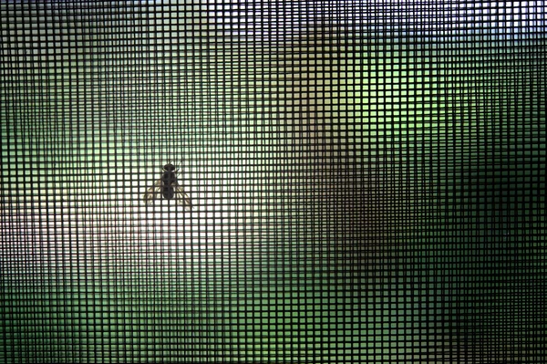 Insect-Proof Mesh at Work
