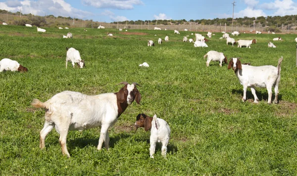 Goat farming in the Karoo, South Africa