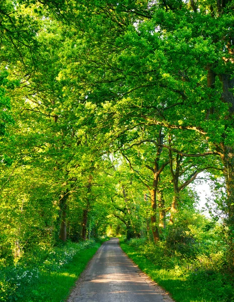 Green oak road