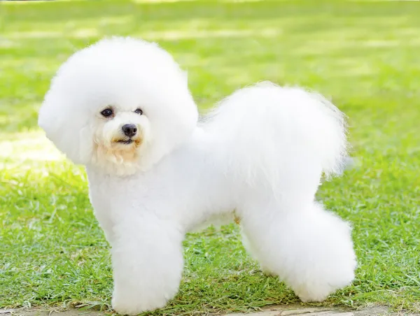 Bichon Frise dog