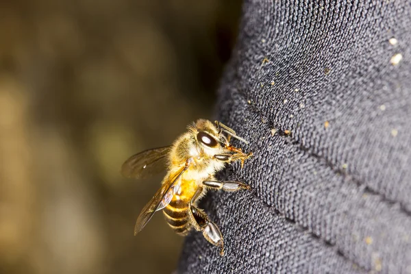 Yellow and black bee