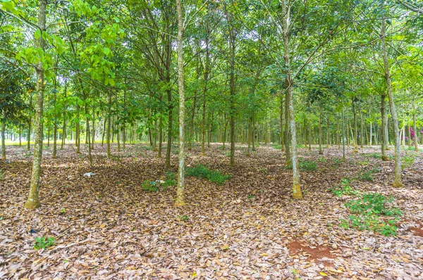 Rubber tree at farm estate