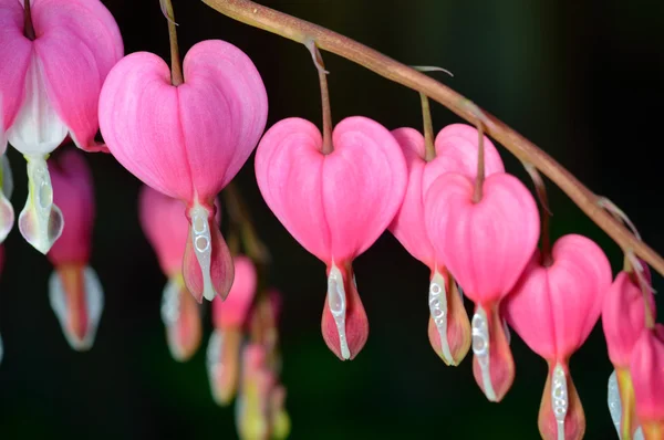 Pink flower. Lamprocapnos Dicentra. Bleeding Heart