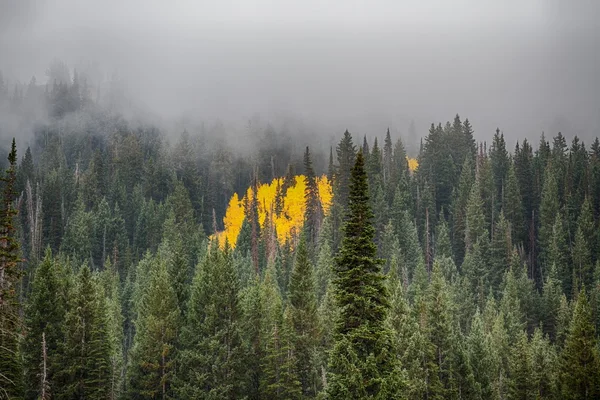 Autumn Aspens in the Center of Pines