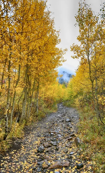 The Road Through the golden Aspens to the Clouds