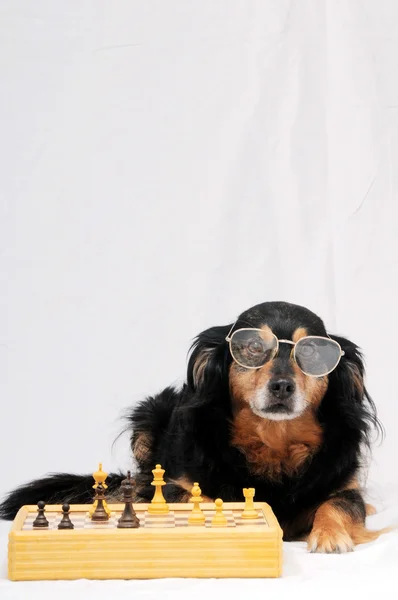 Smart Dog Playing Chess