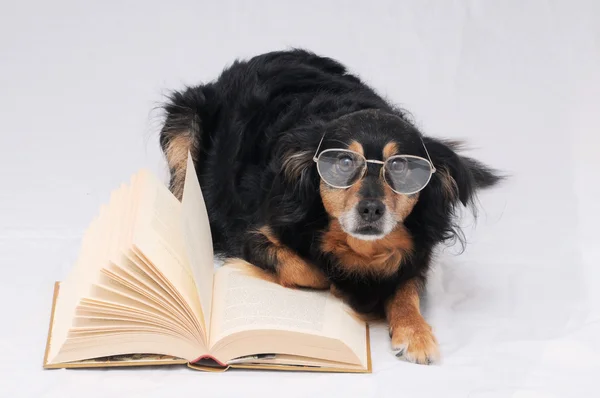 Reading Dog