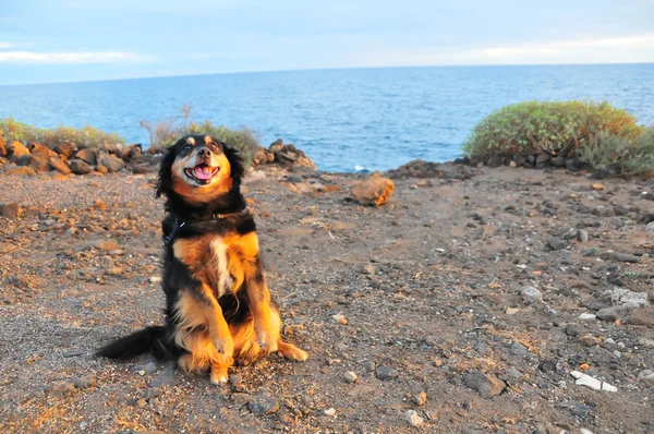 Dog near the Ocean