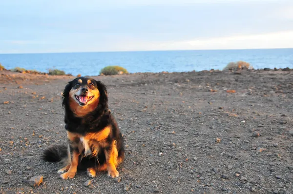 Dog near the Ocean