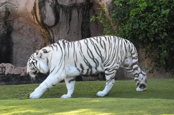 Black and White Striped Tiger