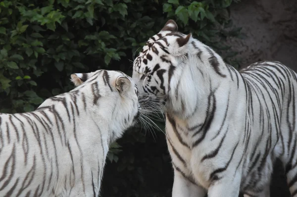 Black and White Striped Tiger