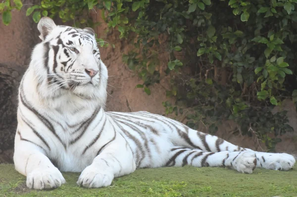 Black and White Striped Tiger