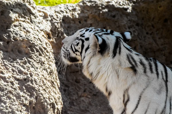Black and White Striped Tiger