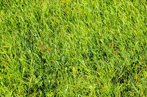 Texture Grass