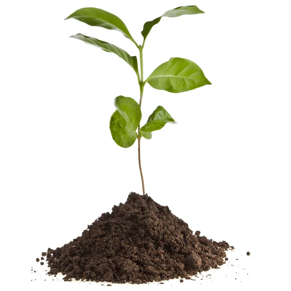 Coffee plant seedling in the pile ground soil isolated on white — Stock