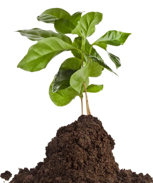 Coffee plant seedling in the pile ground soil isolated on white — Stock