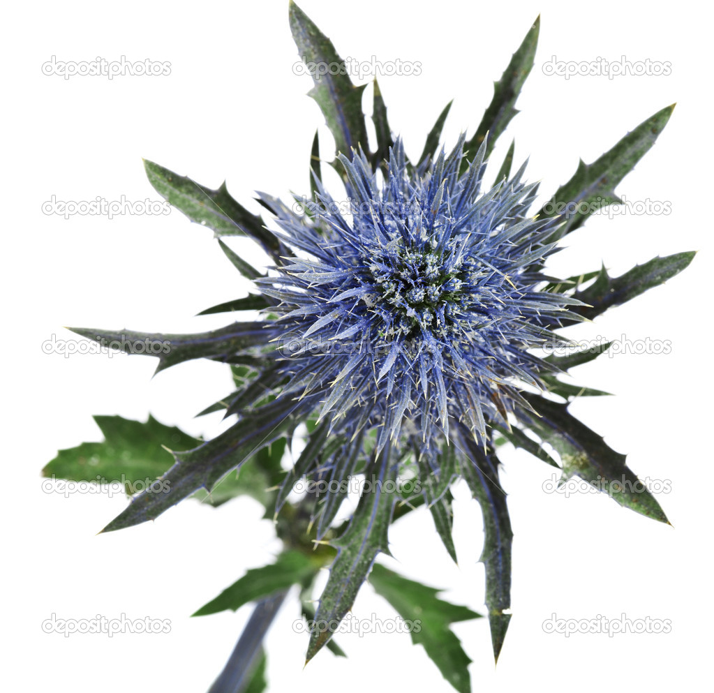 Bouquet flowering thistle, blue sea holly snowy (eryngium planum) isolated on white background