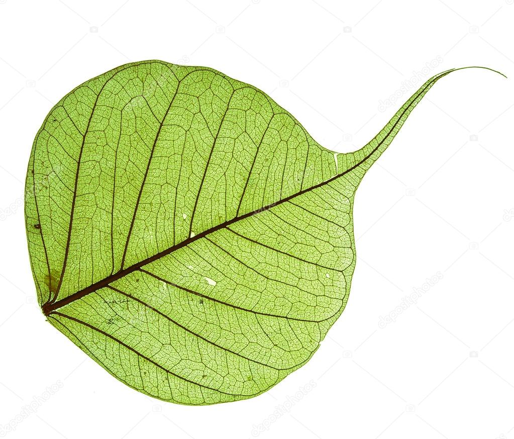 Bodhi+Tree+Leaf Leaf of the Bodhi tree, macro isolated on white — Stock Photo ...