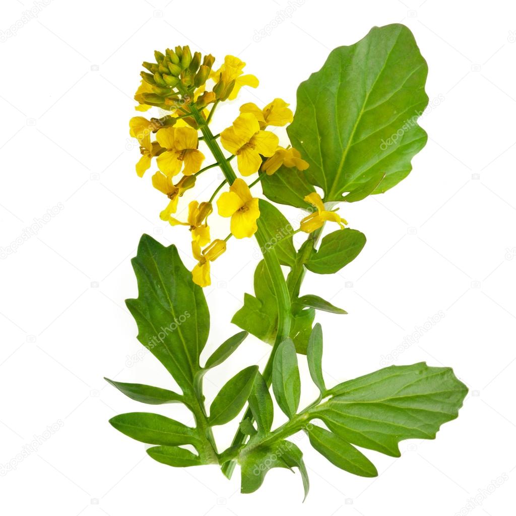 Flowering Barbarea vulgaris or Yellow Rocket plant (Cruciferae