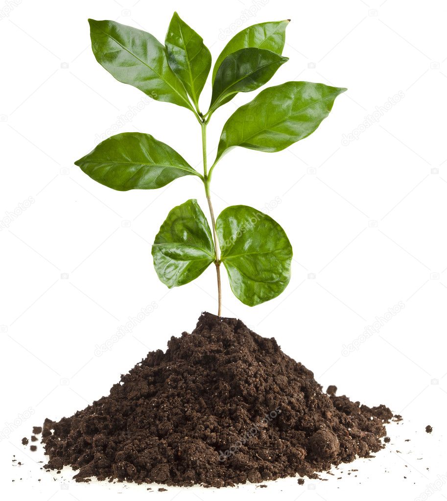 Coffee plant seedling in the pile ground soil isolated on