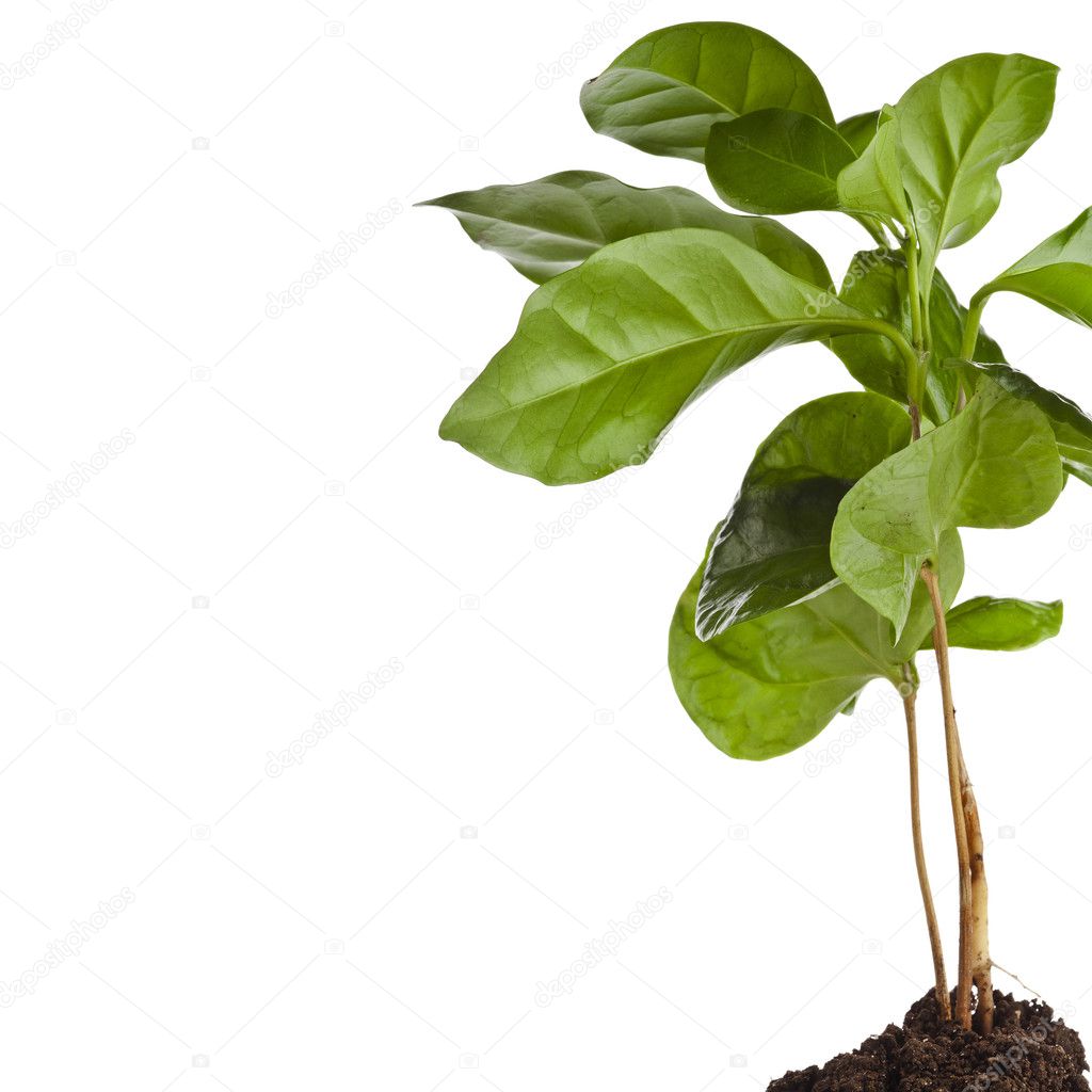 Coffee plant seedling in the pile ground soil isolated on white — Stock