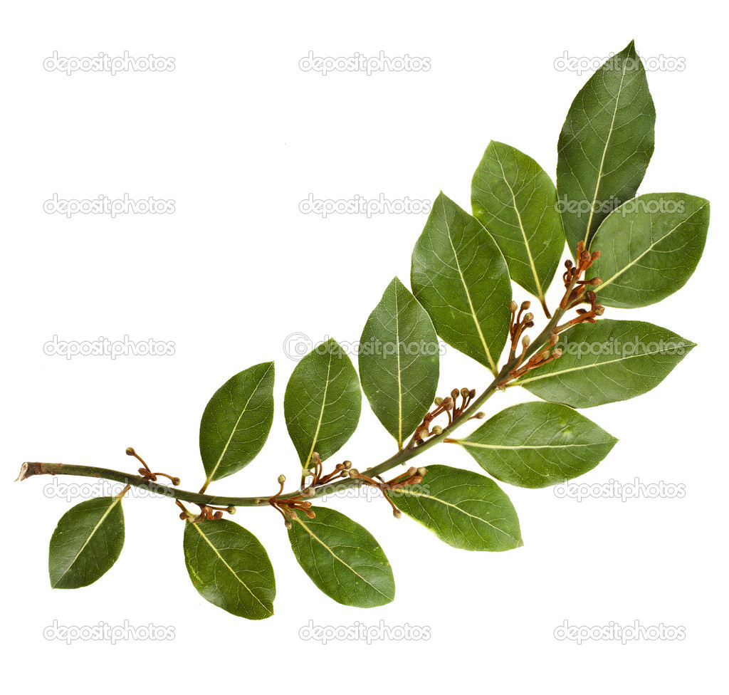 Branch of bay laurel leaves isolated on white — Stock Photo © Madllen