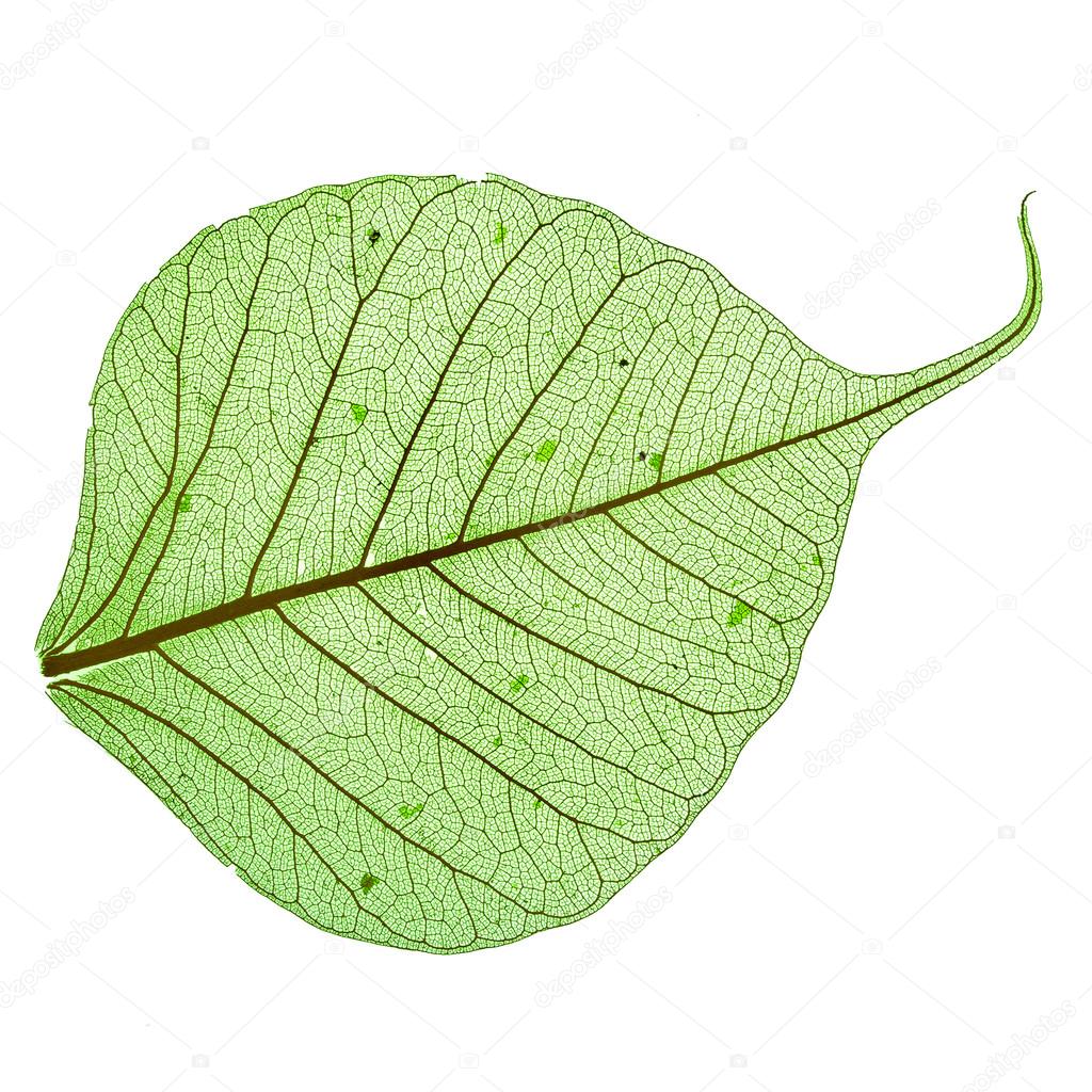 Bodhi+Tree+Leaf Leaf of the Bodhi tree, macro isolated on white — Stock Photo ...