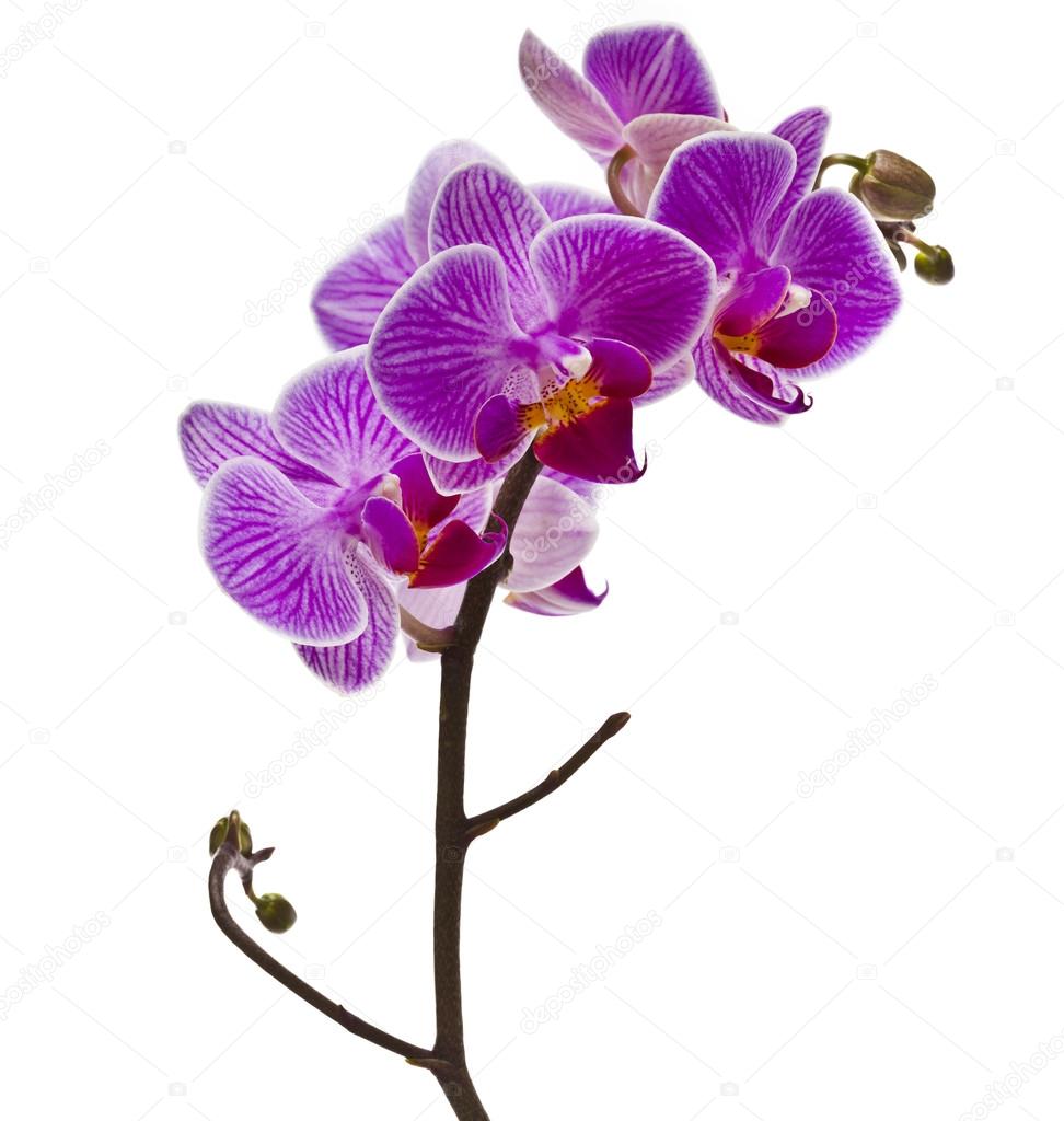 Purple Orchid White Background