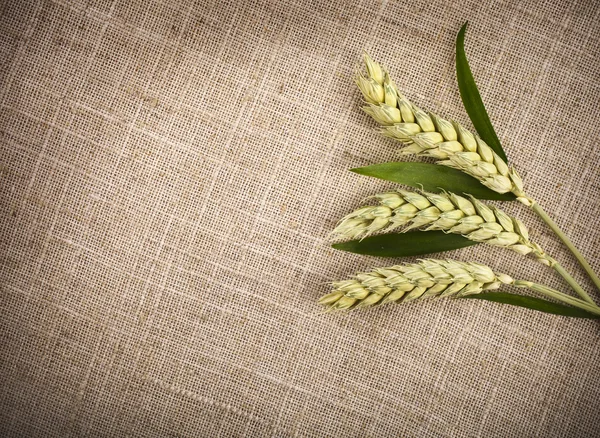 Wheat ears on sack texture background
