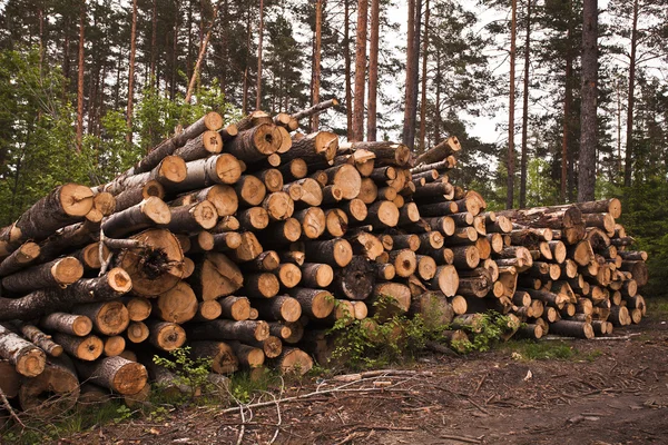 Spruce Timber Logging in Forest