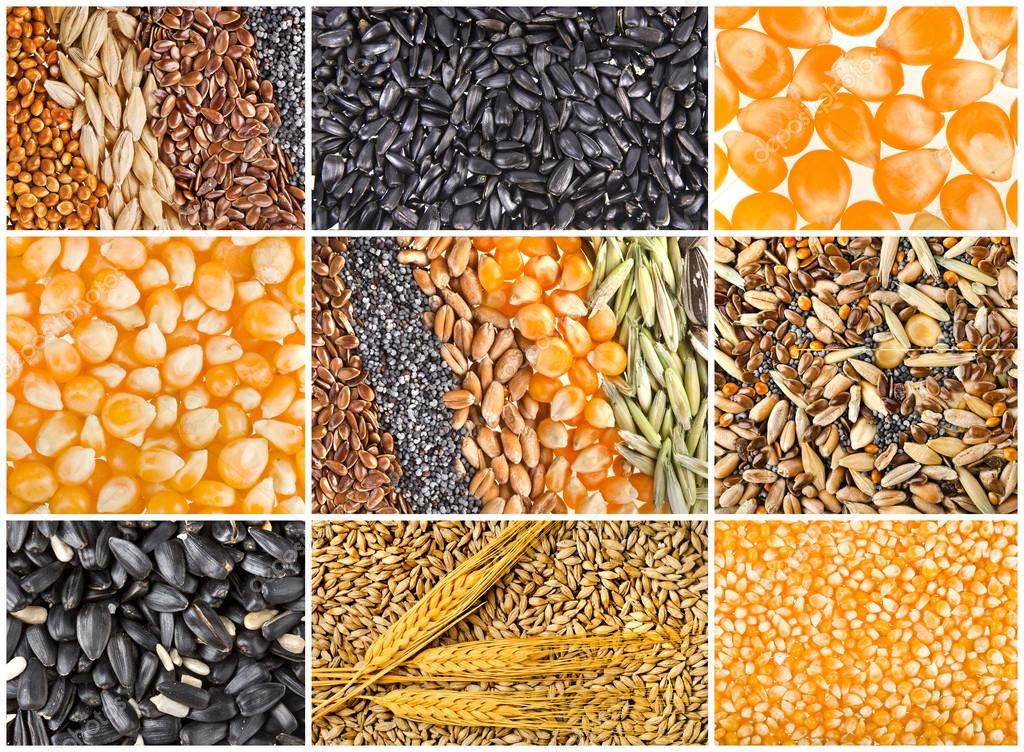 Collage texture of Cereal Grains and Seeds — Stock Photo © Madllen