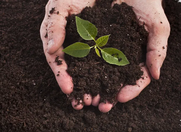 Hands holding sapling in soil surface