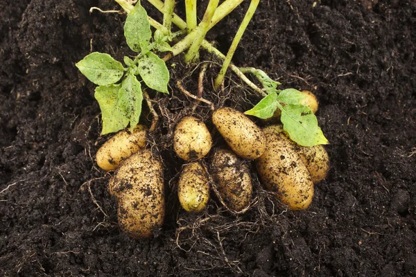 Fresh potato vegetable with tubers in soil dirt surface background