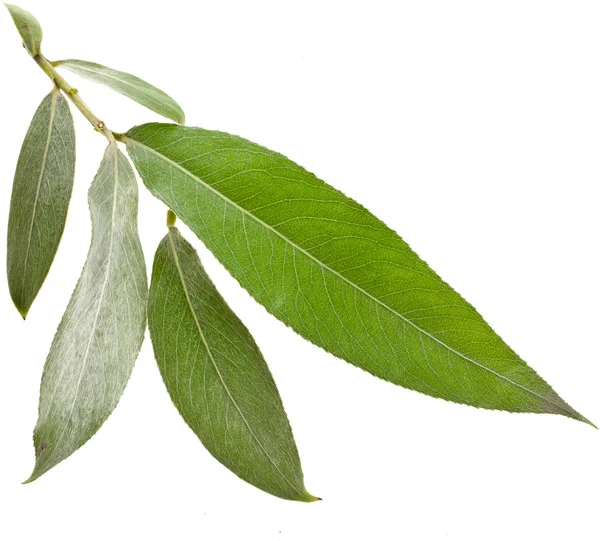 哭泣的树柳树银叶子上孤立的白色背景 - 图库照