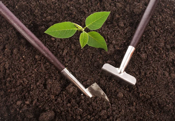Surface ground soil close up with gardening tools and green seedling