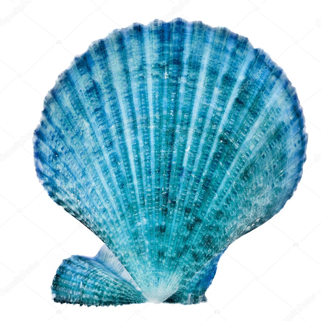 One Blue Seashell Close up isolated on white background — Stock Photo