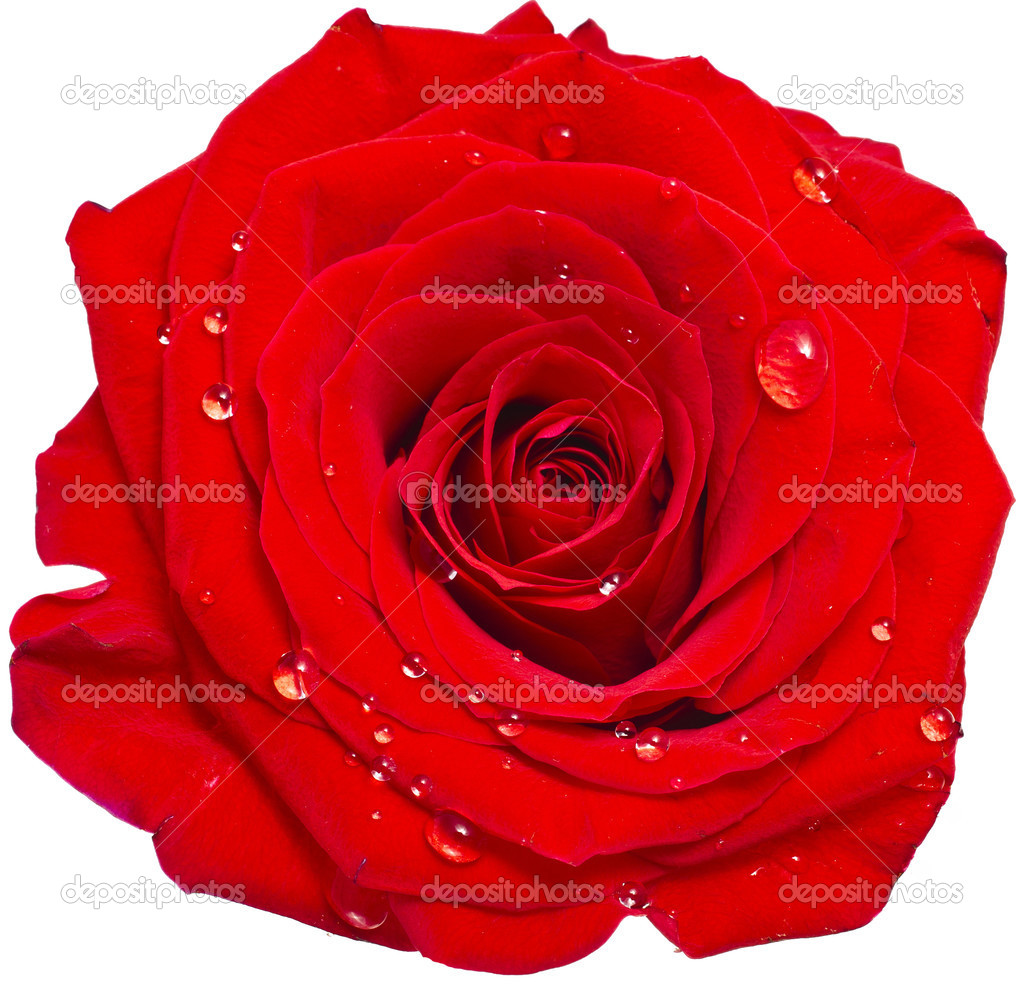 Image De Rose à Télécharger Gratuitement Un seul bouton de rose rouge gros plan macro tourné avec des gouttes