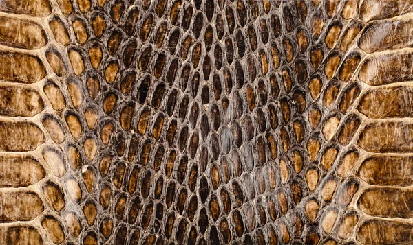 Snake skin texture closeup